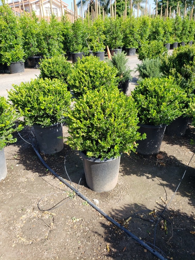 Photo for Buxus microphylla japonica 'Winter Gem' (Globe) (Winter Gem Boxwood)