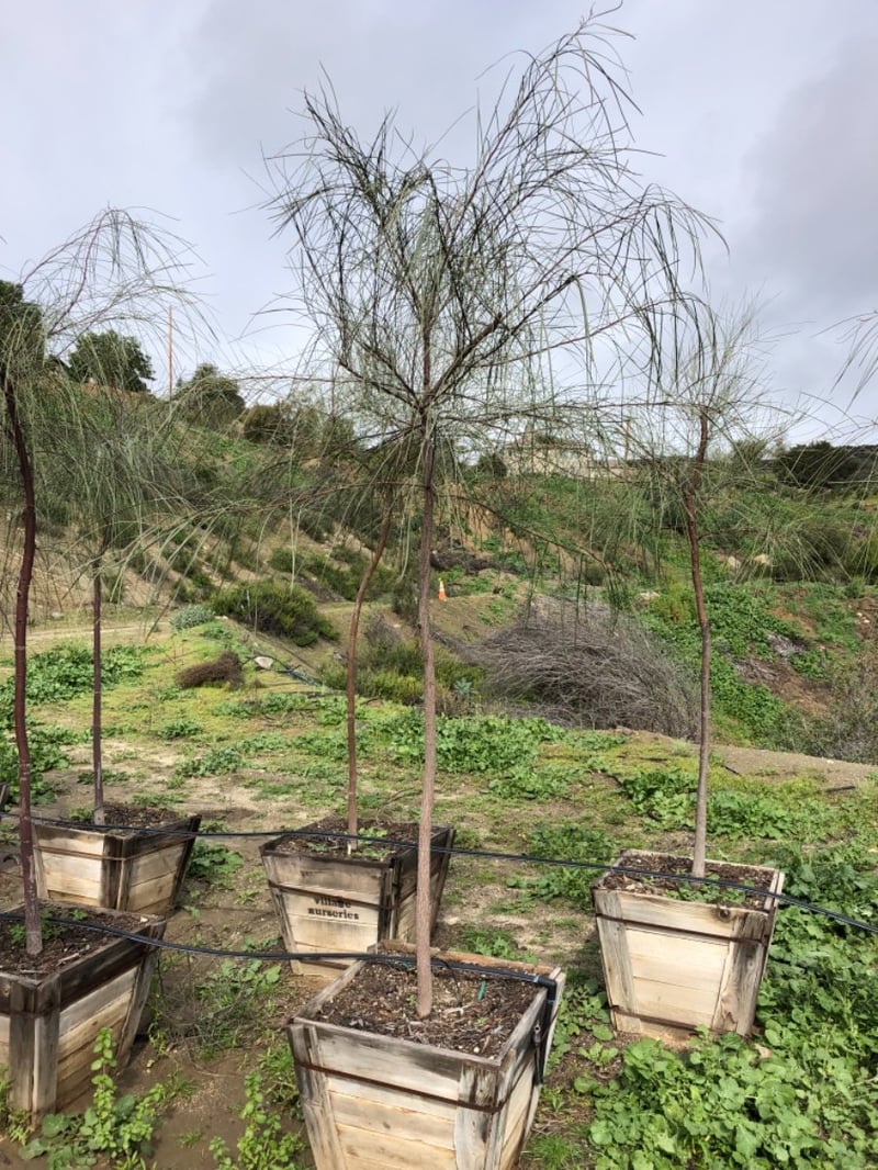Photo for Acacia stenophylla (Shoe-String Acacia)