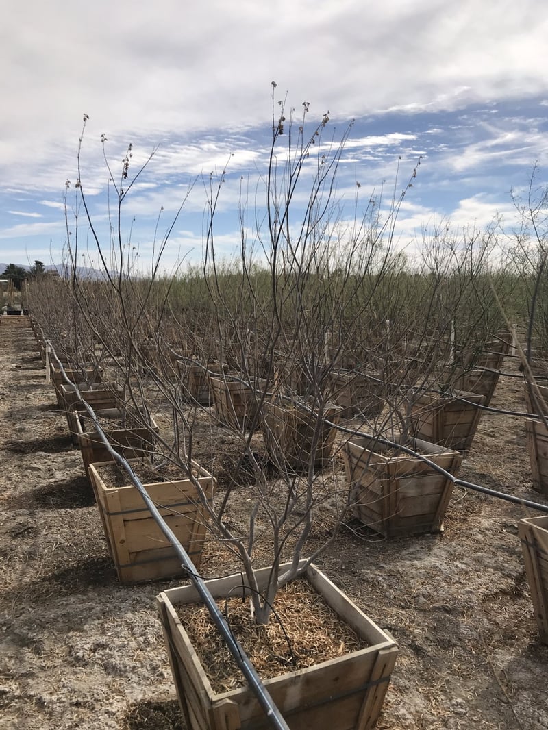 Photo for Chilopsis linearis 'Burgundy' (Burgundy Desert Willow)