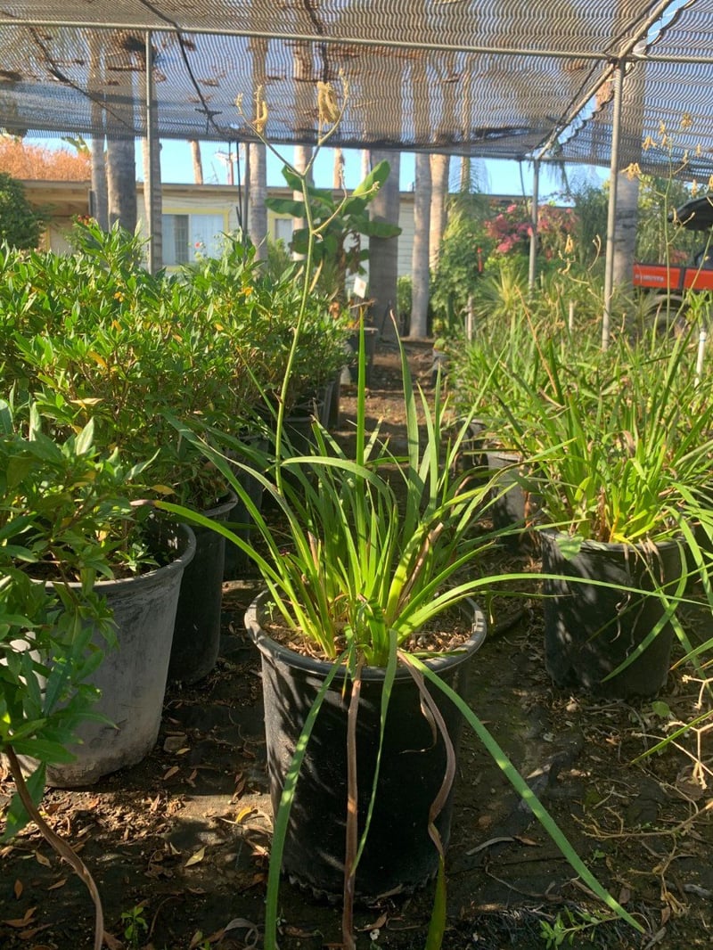 Photo for Anigozanthos 'Yellow Gem' (Red-Yellow Kangaroo Paw )