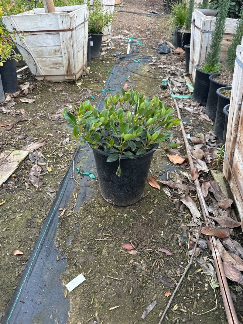 Photo for Raphiolepis indica (Indian Hawthorne)
