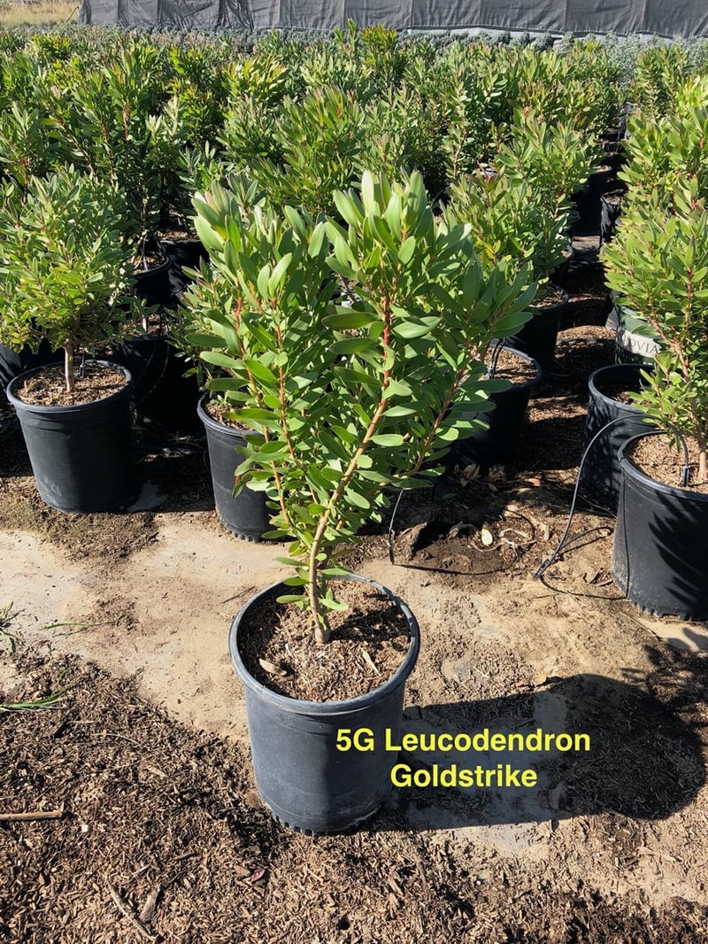 Photo for Leucadendron 'Safari Goldstrike' (Yellow Conebush)