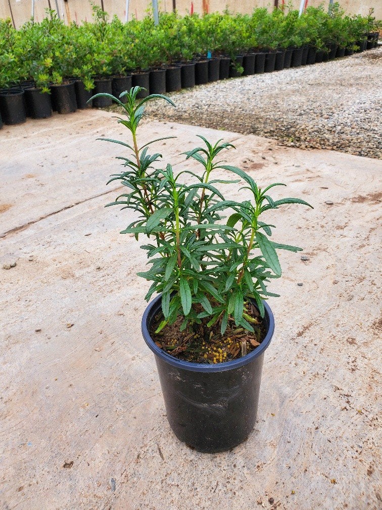 Photo for Mimulus auriantacas (Sticky Monkey Flower)