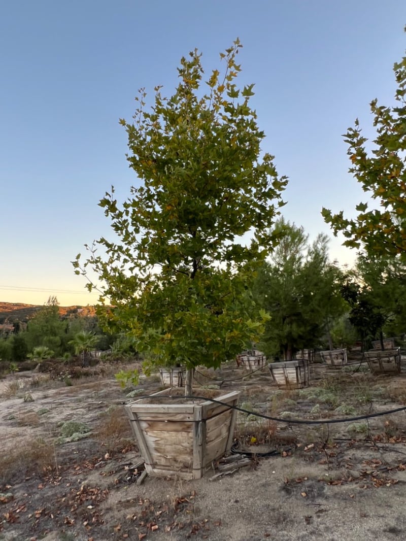 Photo for Platanus acerifolia 'Columbia' (London Plane Tree)