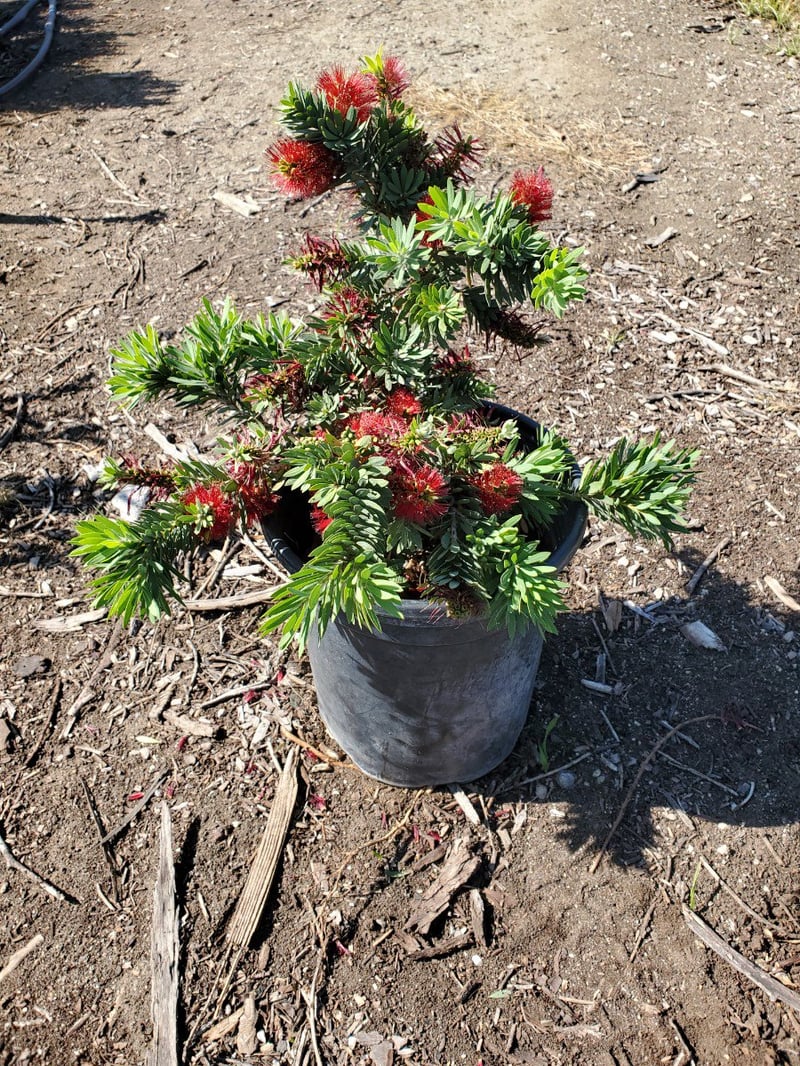 Photo for Callistemon viminalis 'Little John' (Little John Weeping Bottlebrush)