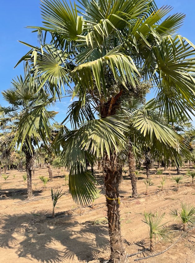 Photo for Trachycarpus fortunei (6' BTH) (Windmill Palm)