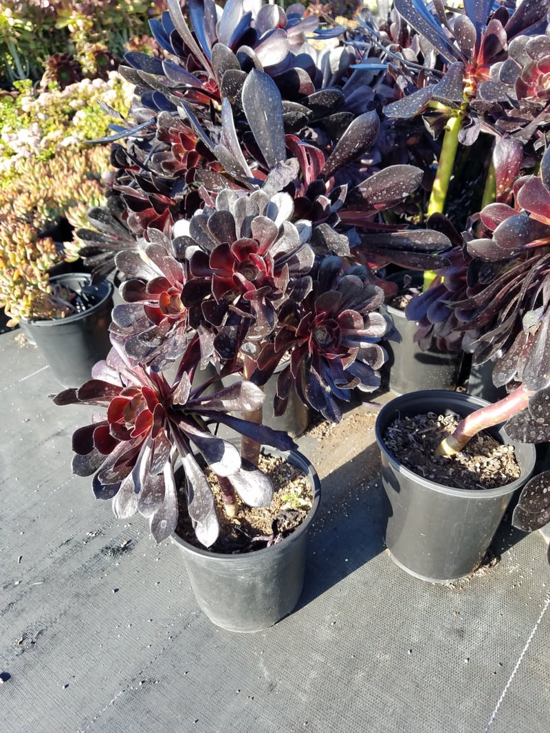 Photo for Aeonium arboreum 'Zwartkop' (Black Rose Aeonium)