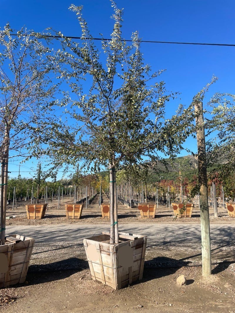 Photo for Ulmus Parvifolia 'True Green' (Standard) (True Green Chinese Elm)