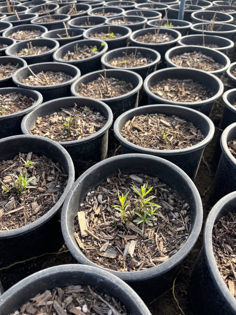 Photo for Asclepias fascicularis (California Narrowleaf Milkweed)