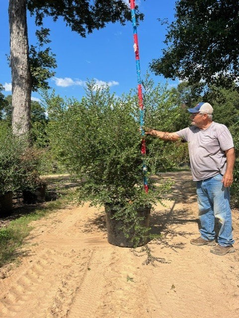 Photo for Ilex vomitoria (Yaupon Holly)
