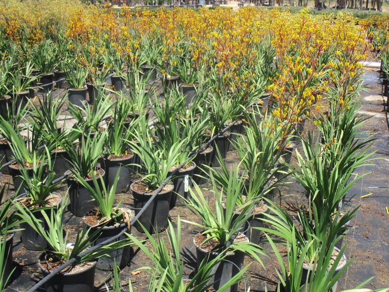 Photo for Anigozanthos (yellow) (Yellow Kangaroo Paw)
