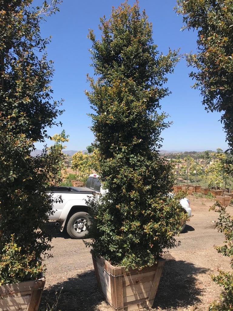 Photo for Eugenia myrtifolia (Brush Cherry)