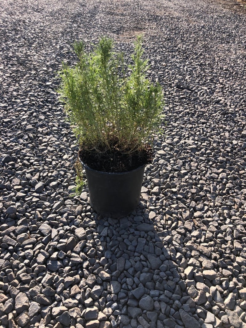 Photo for Artemisia californica (California Sagebrush)