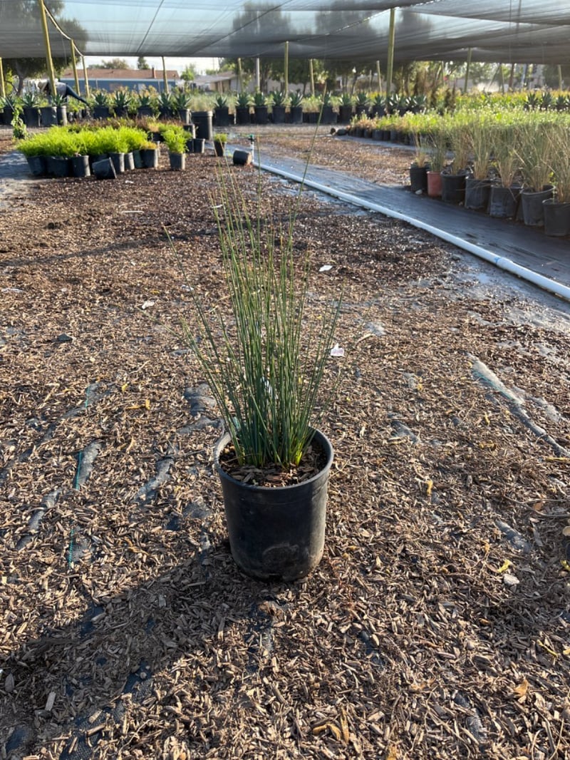 Photo for Juncus patens 'Elk Blue' (Elk Blue California Gray Rush)