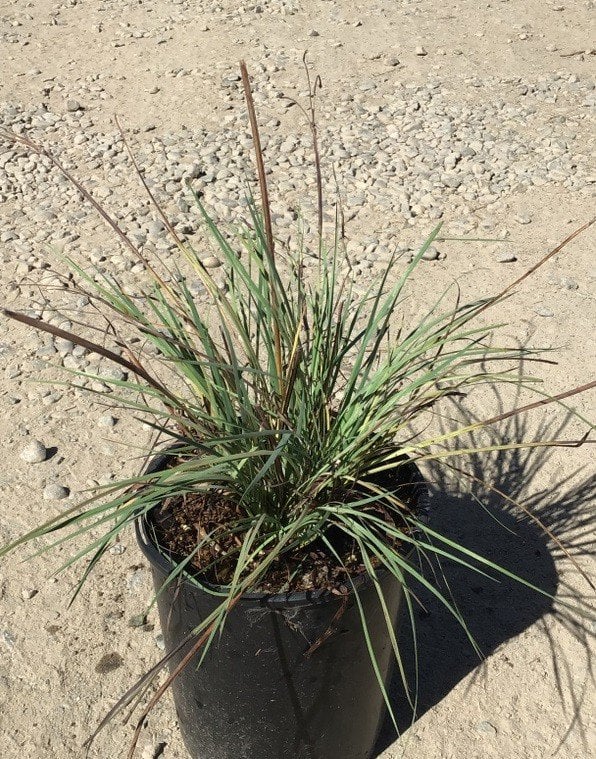 Photo for Sisyrinchium idahoense (S. bellum) (Blue Eyed Grass)