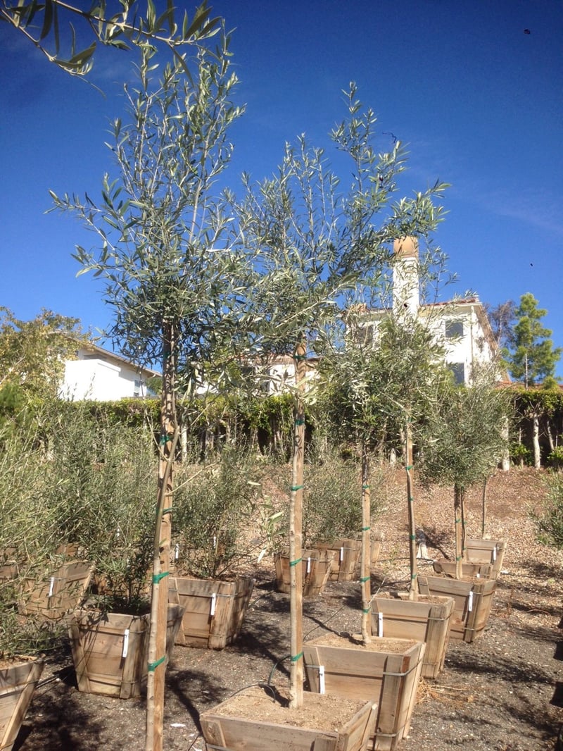 Photo for Olea europaea 'Fruitless' (Standard) (Fruitless Olive)