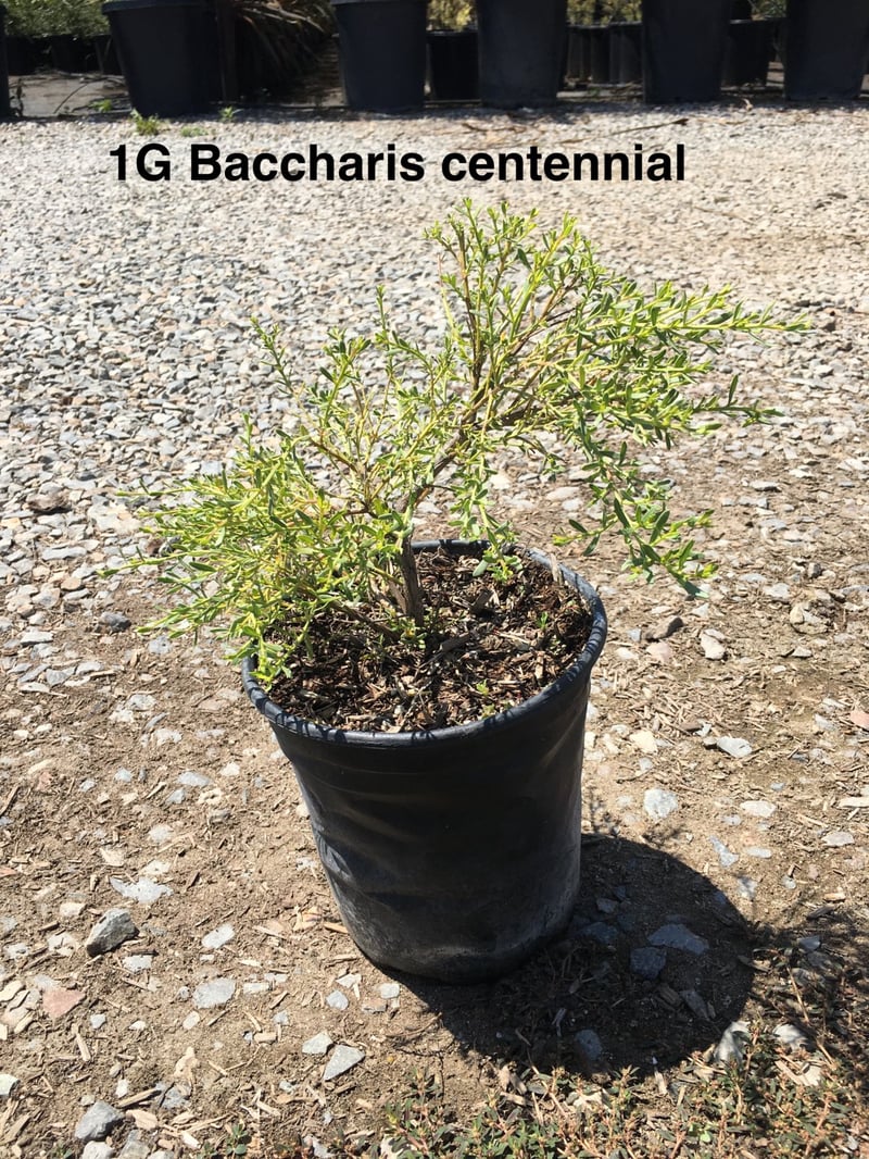 Photo for Baccharis x ‘Centennial’ (Centennial Coyote Brush)