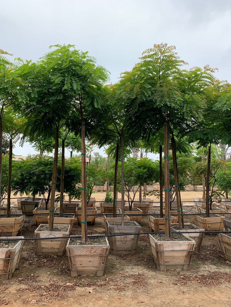 Photo for Tipuana tipu (Standard) (Tipu Tree)
