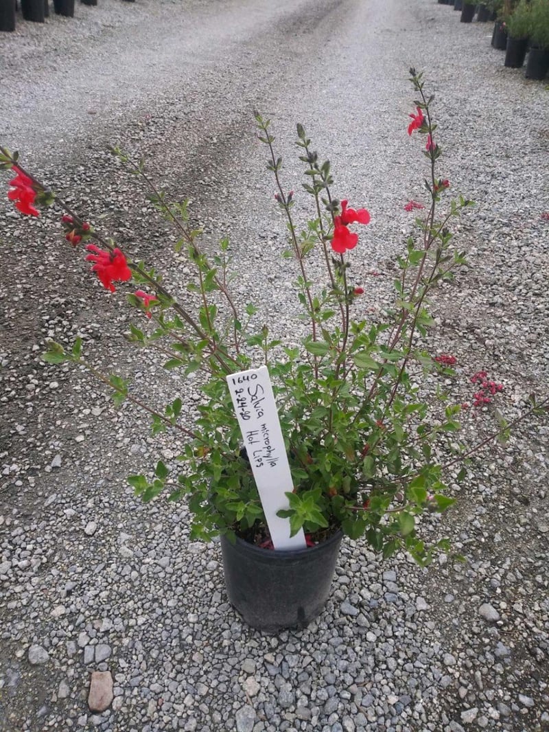 Photo for Salvia microphylla (Cherry Sage)