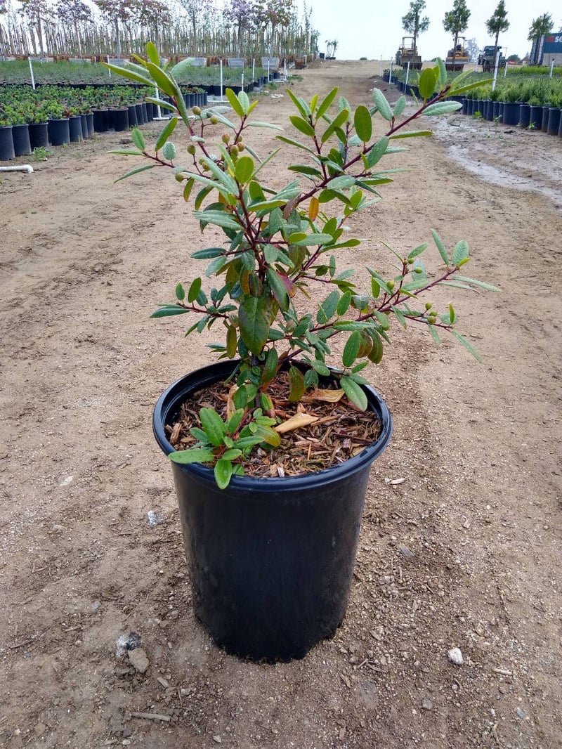 Photo for Rhamnus californica (Coffeeberry)
