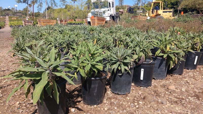 Photo for Echium fastuosum 'Pride of Madeira' (Pride of Madeira)