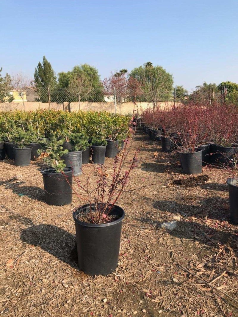 Photo for Berberis thunbergii 'Atropurpurea' (Red Leaf Japanese Barberry)