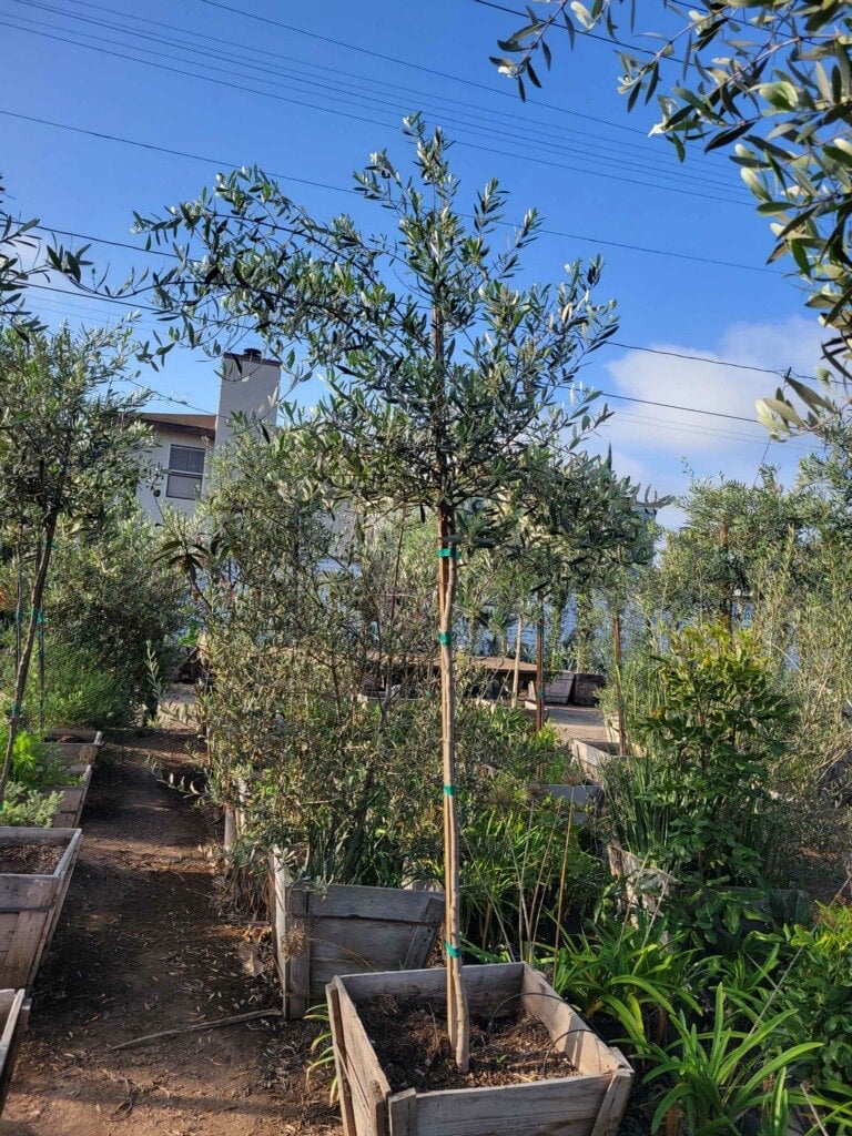 Photo for Olea europaea 'Wilsonii' (Standard) (Wilsonii Fruitless Olive)