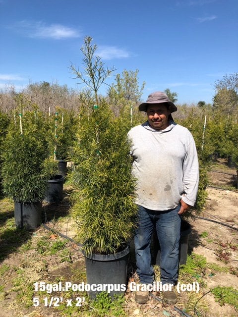 Photo for Podocarpus gracilior (Fern Pine)