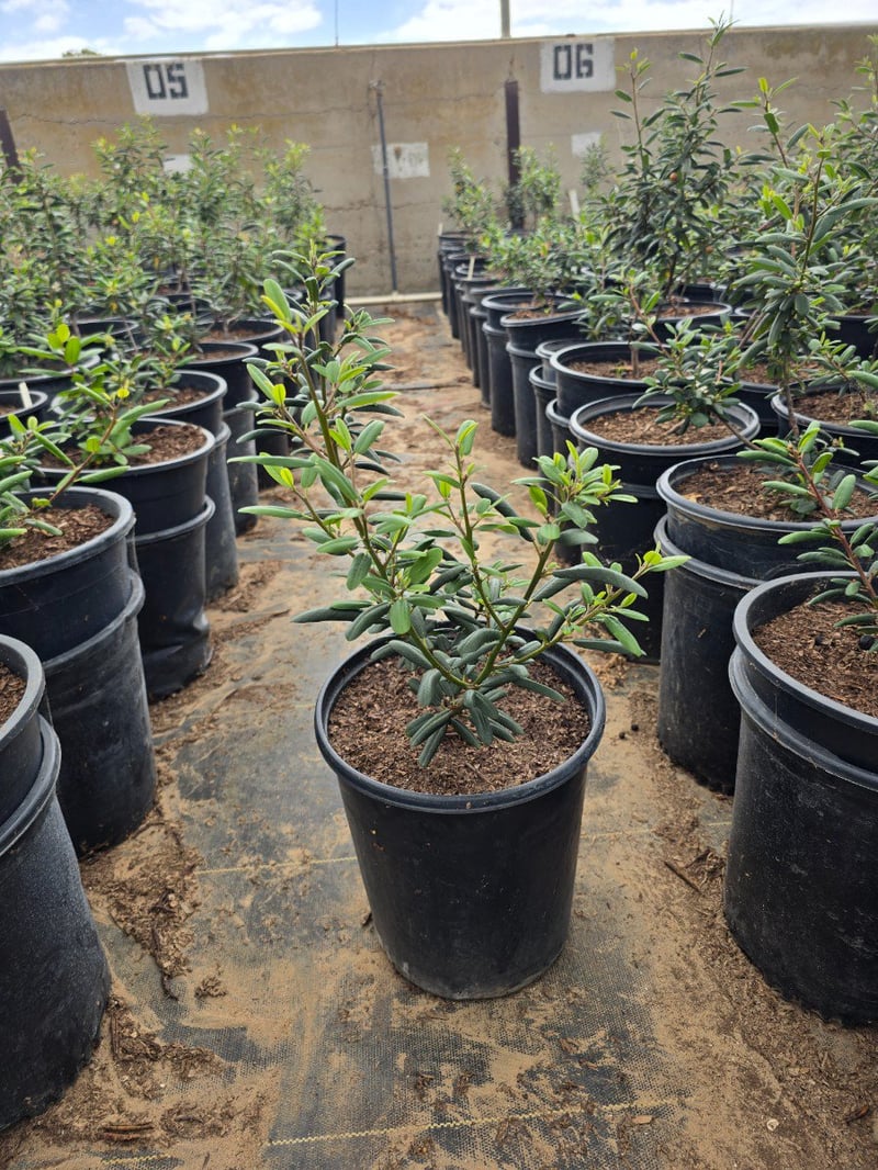 Photo for Frangula californica 'Leatherleaf' (Leatherleaf California Coffeeberry)