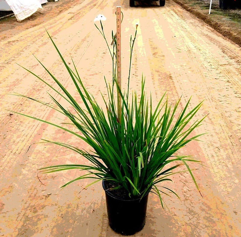 Photo for Dietes grandiflora (Fortnight Iris)