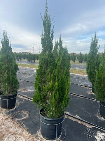 Photo for Juniperus chinensis 'Spartan' (Spartan Chinese Juniper)