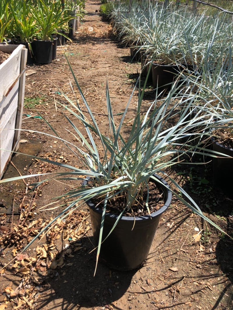 Photo for Leymus condensatus (Wild Rye)