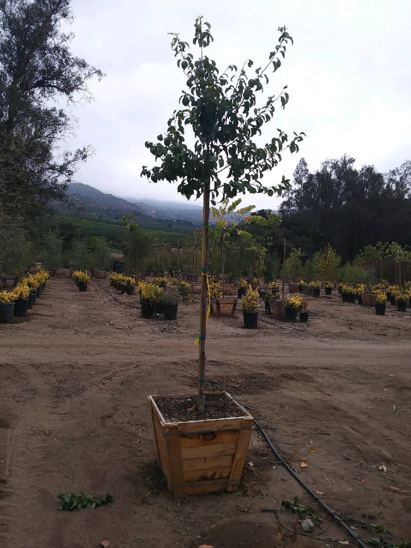 Photo for Pyrus kawakamii (Evergreen Pear)
