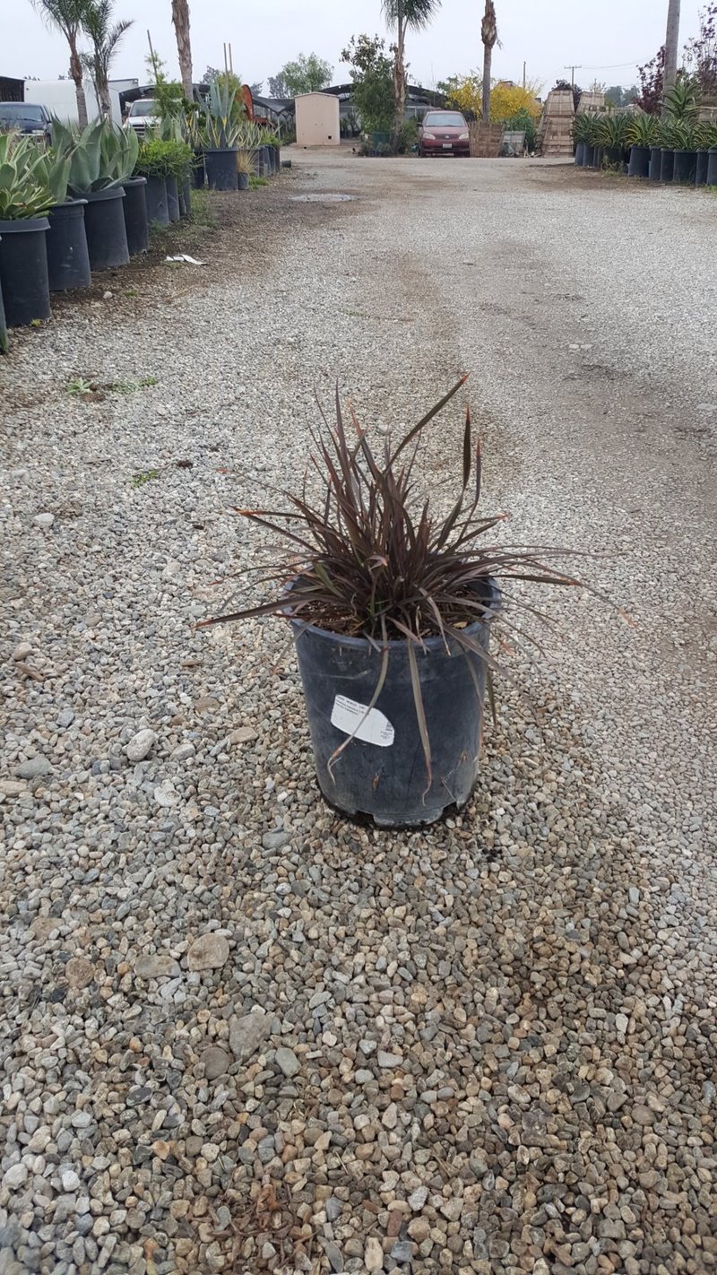Photo for Phormium x 'Bronze Baby' (Bronze Baby New Zealand Flax)