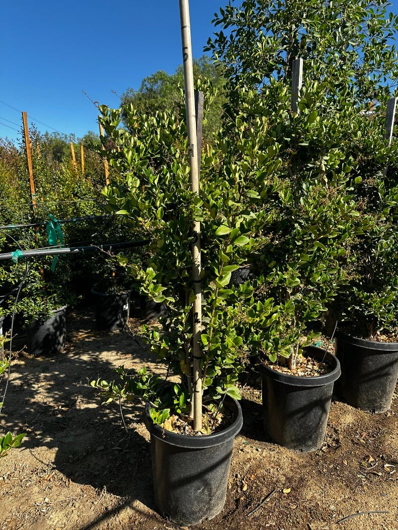 Photo for Ligustrum japonicum (Staked) (Japanese Privet)