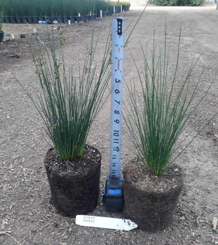 Photo for Juncus patens (California Grey Rush)