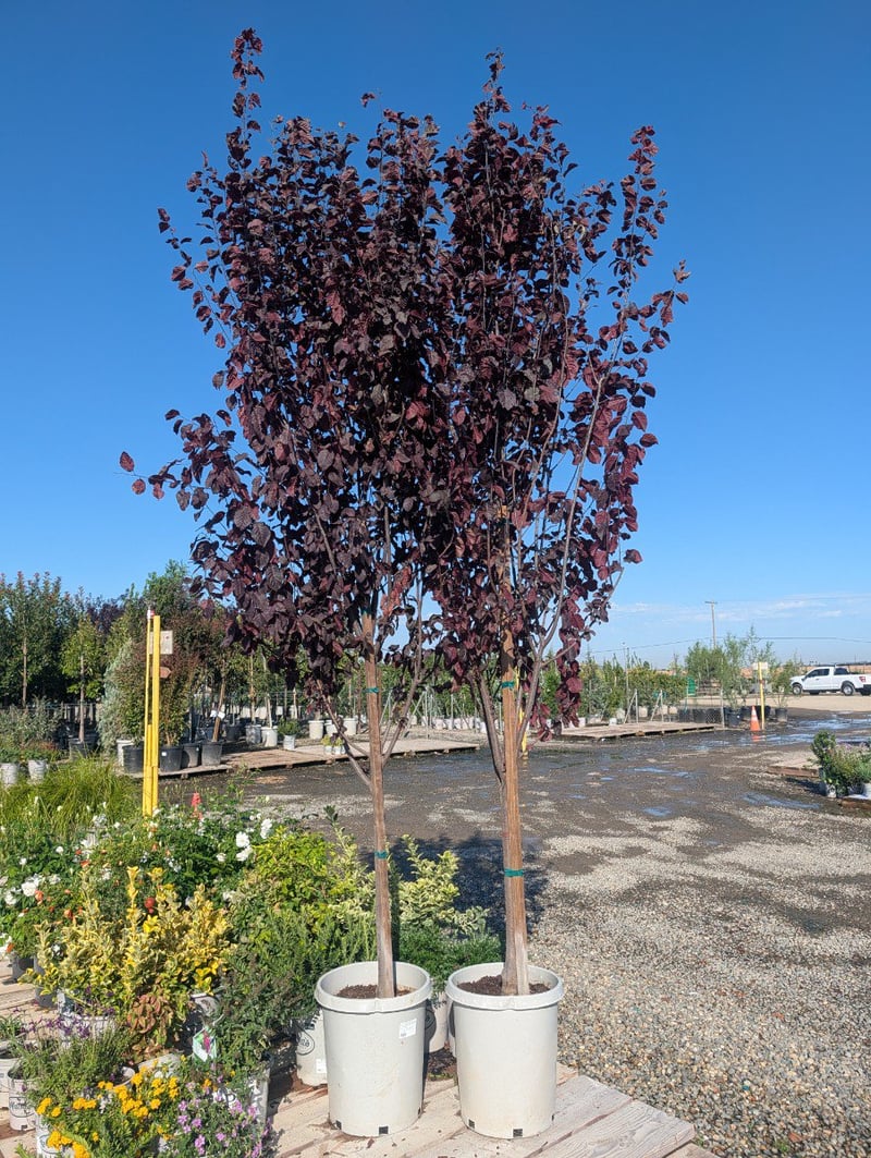 Photo for Prunus cerasifera 'Krauter Vesuvius' (Standard) (Krauter Vesuvius Cherry Plum)