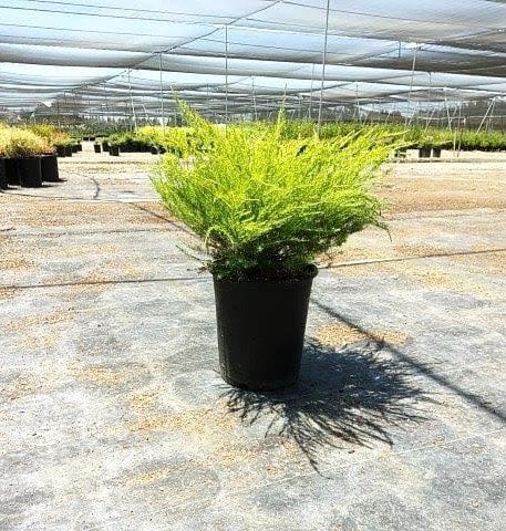 Photo for Coleonema pulchrum 'Sunset Gold' (Sunset Gold Breath of Heaven, Diosma)