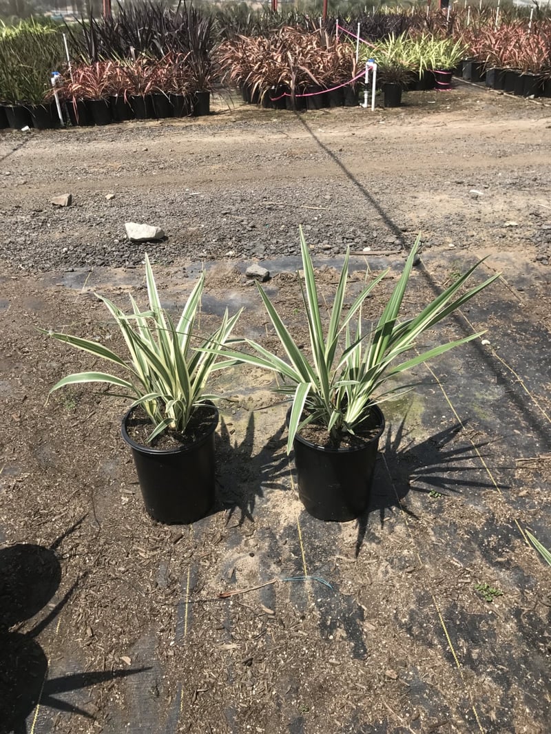 Photo for Dianella tasmanica 'Variegata' (Variegated Flax Lily)