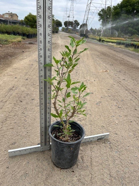 Photo for Encelia californica (Coast Sunflower)