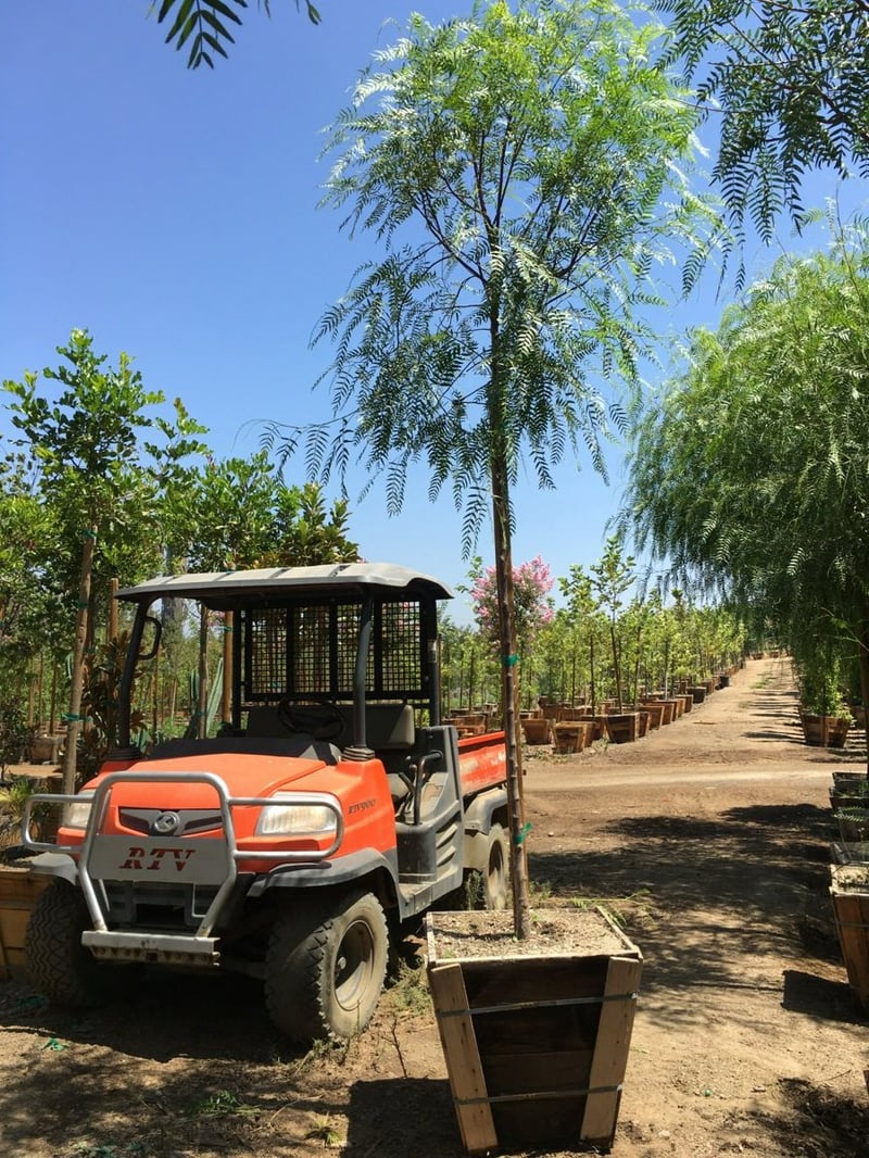 Photo for Schinus molle (California Pepper Tree)
