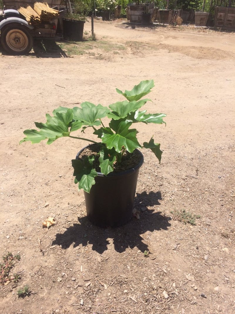 Photo for Philodendron selloum (Tree philodendron)