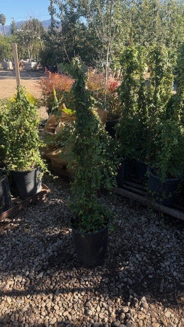 Photo for Ficus pumila (F. repens) (Creeping Fig, Fig Ivy)