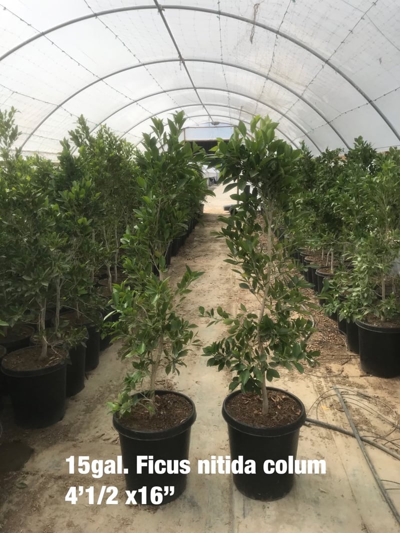 Photo for Ficus nitida (Multi) (Indian Laurel)