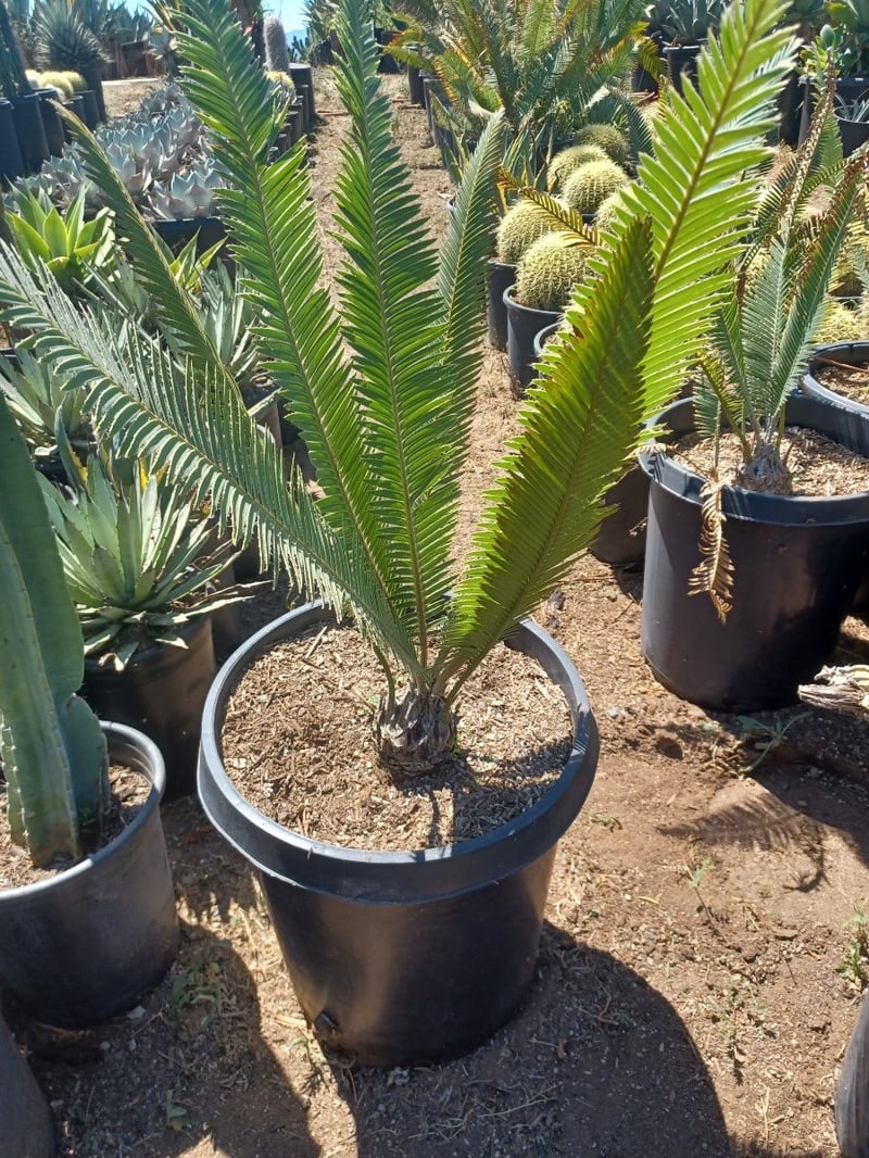 Photo for Dioon edule (Chestnut Dioon)