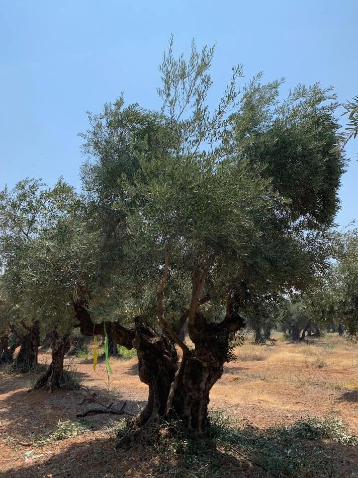Photo for Olea europaea 'Barouni' (Barouni Olive)