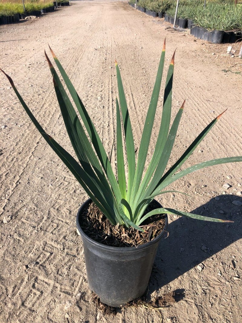 Photo for Iris douglasiana (Douglas Iris)