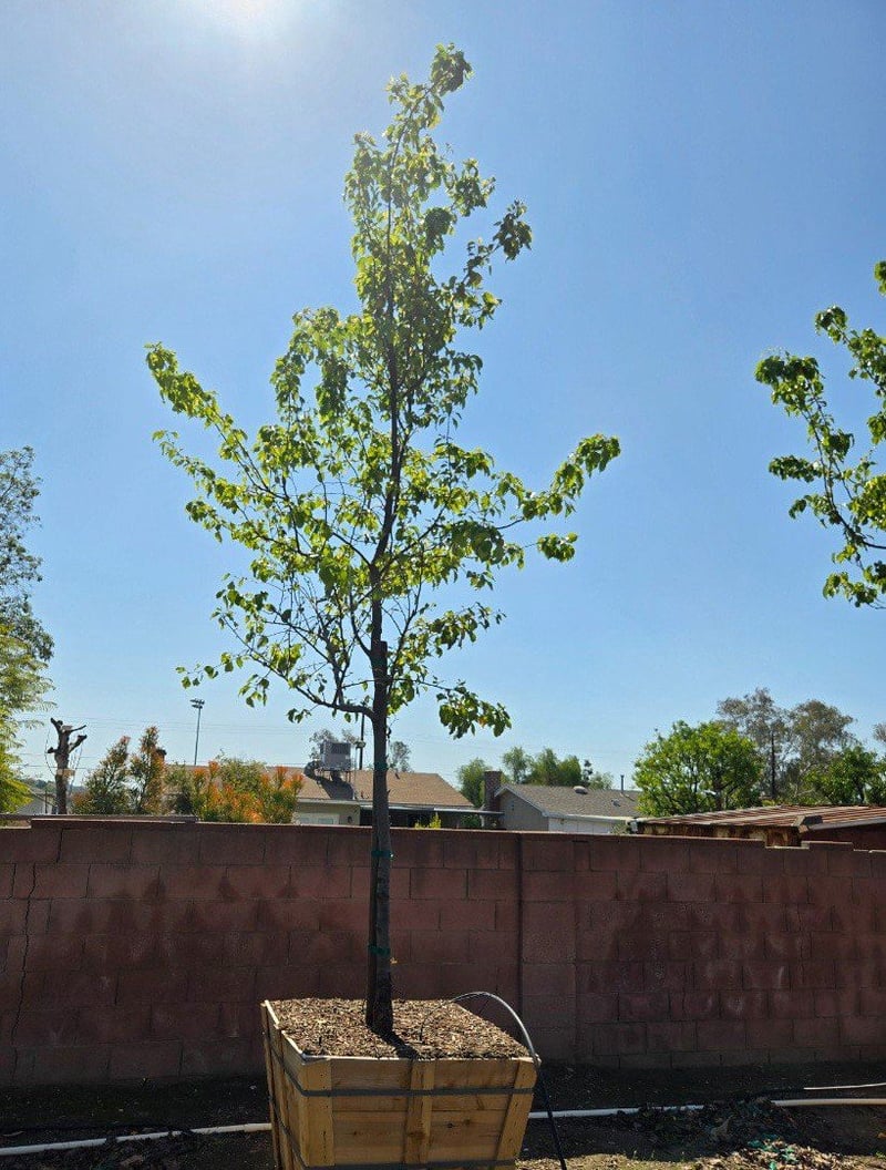 Photo for Pyrus kawakamii (Standard) (Evergreen Pear)