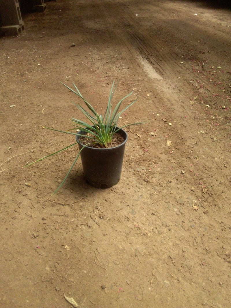 Photo for Dianella revoluta 'Baby Bliss' (Baby Bliss Flax Lily)