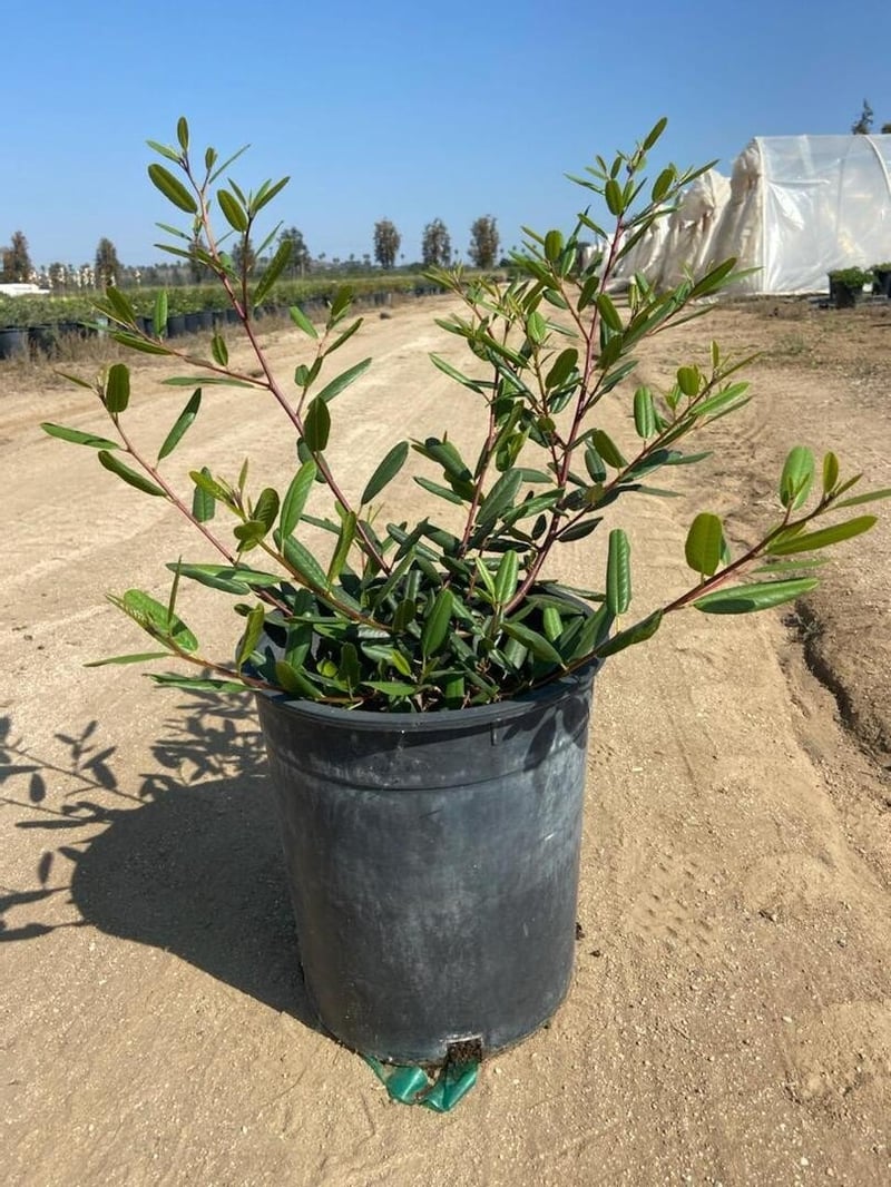 Photo for Rhamnus californica 'Eve Case' (Eve Case Coffeeberry)